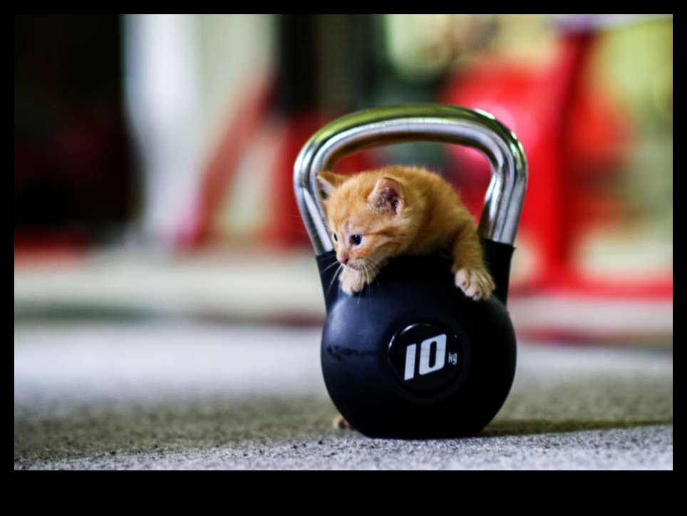 Feline Fitness: Egzersizi Kedinizin Rutinine Dahil Etmek