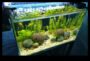 Fish Tank Zen, Uyum İçin Su Elementlerini Dengelemeye Devam Ediyor